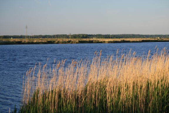 Ruhiger Fluss Treene mit Schilfrohr und bewaldetem Ufer im Hintergrund.
