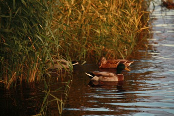 Zwei Enten schwimmen im Wasser, umgeben von hohem Gras.