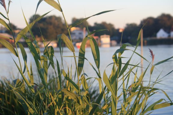 Grüne Schilfpflanzen am Ufer eines ruhigen Gewässers mit Häusern im Hintergrund.